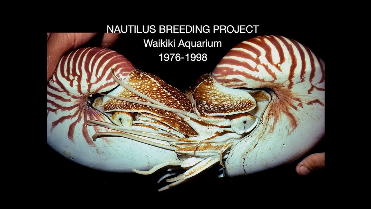 Nautilus Breeding Project 1976 - 1998 Waikiki Aquarium