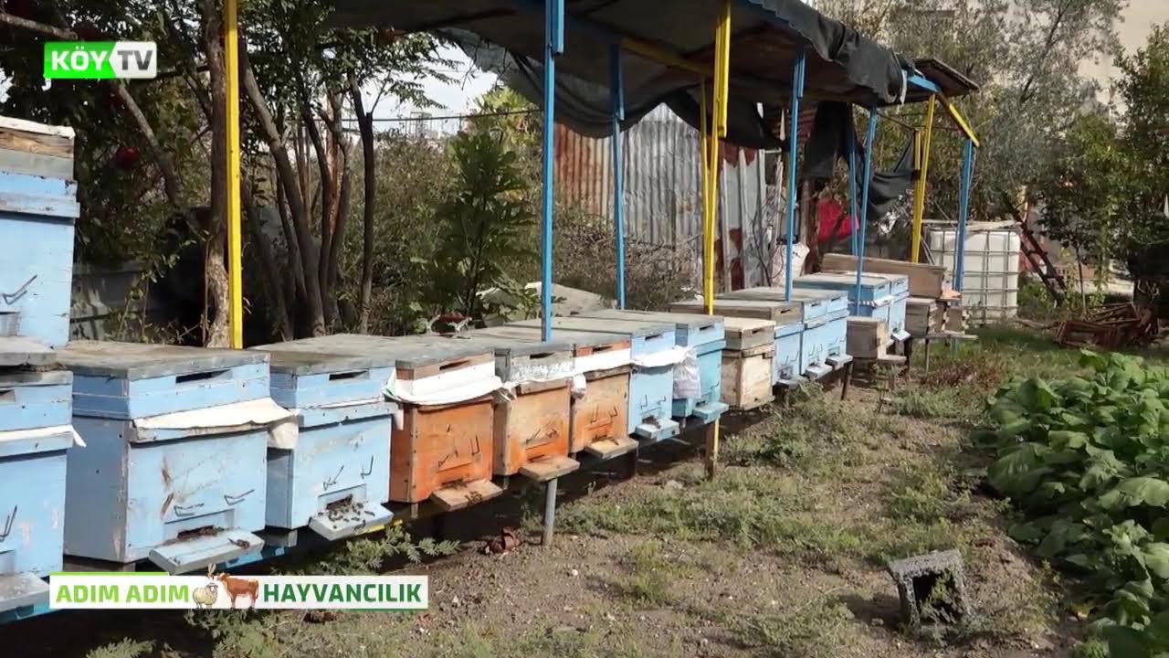 Köy TV Canlı Yayını
