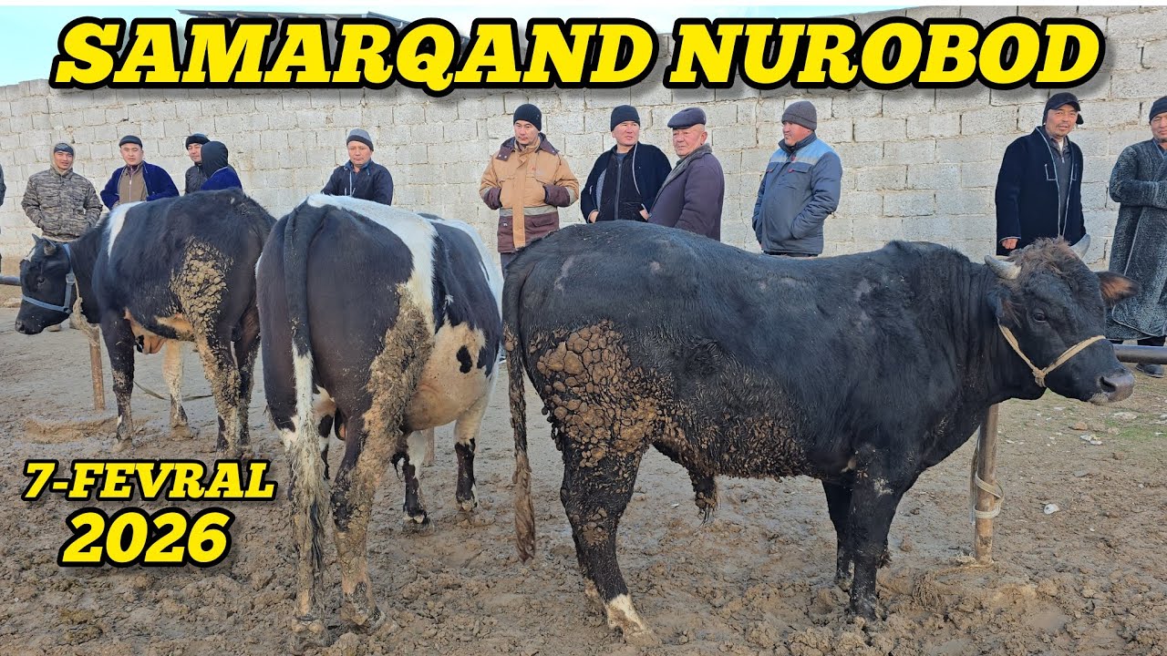 SAMARQAND NUROBOD CHORVA BOZORI 