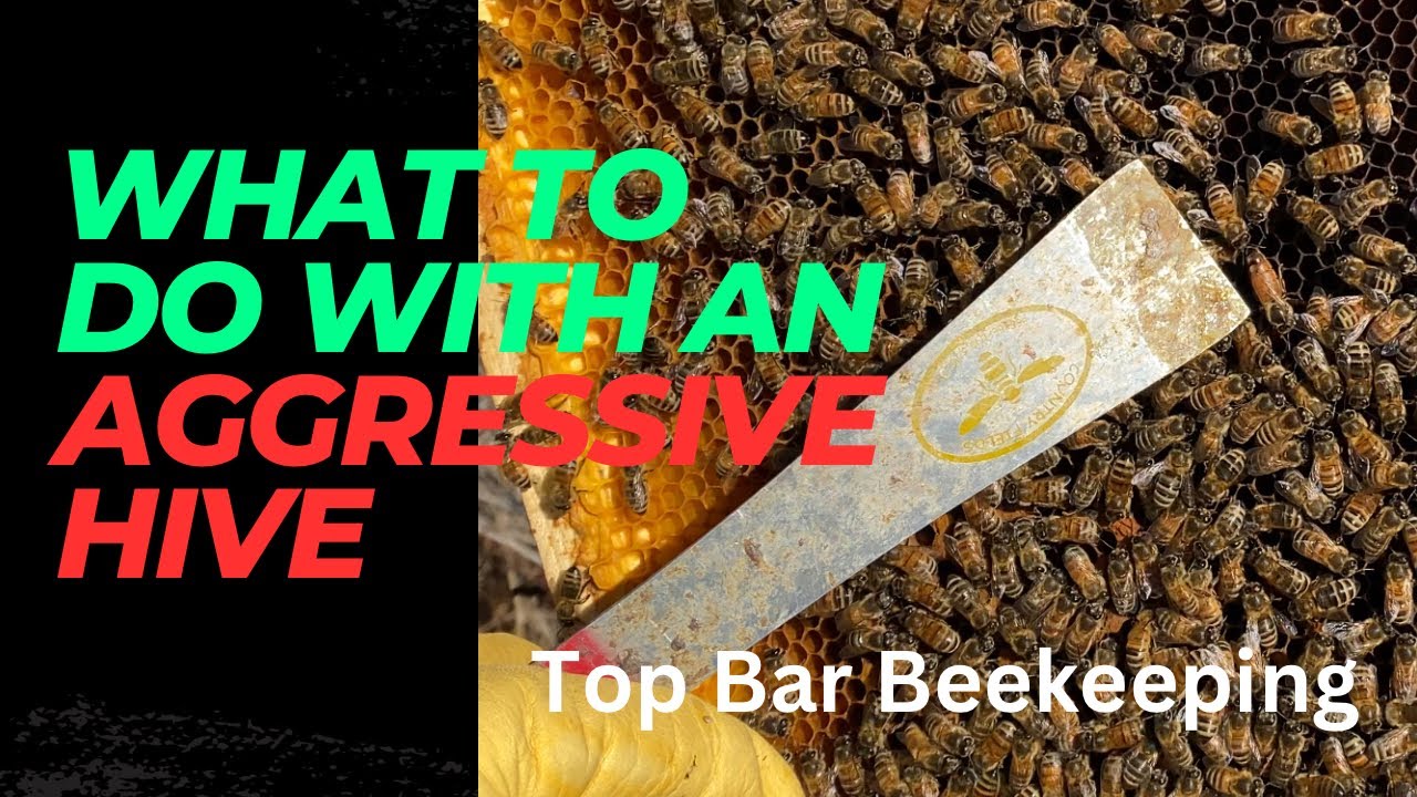 What to do with aggressive bees or hive? Is it time to “retire” the queen?