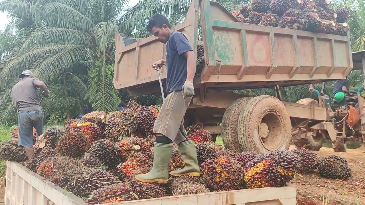 full episode susun buah kelapa sawit di loding ramp tanpa di skip dan di edit