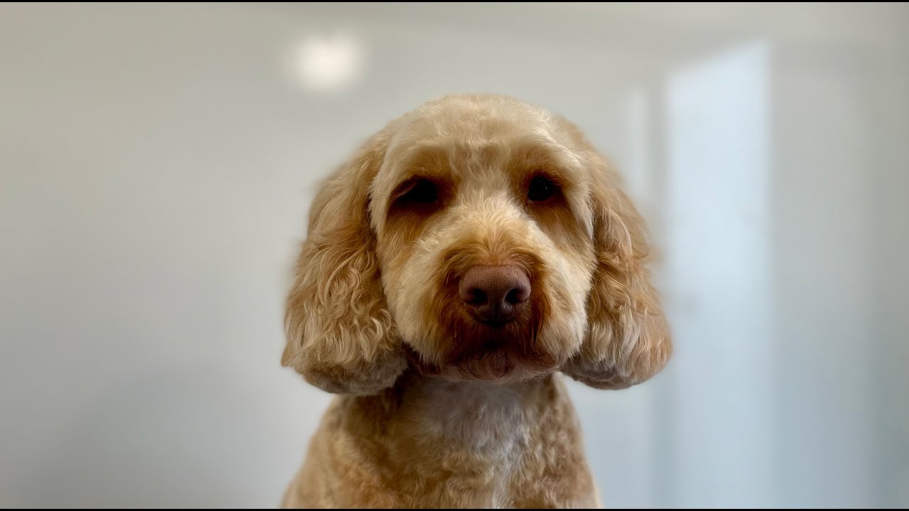 Short Cockapoo Head | Quick, easy and cute! | Dog Grooming
