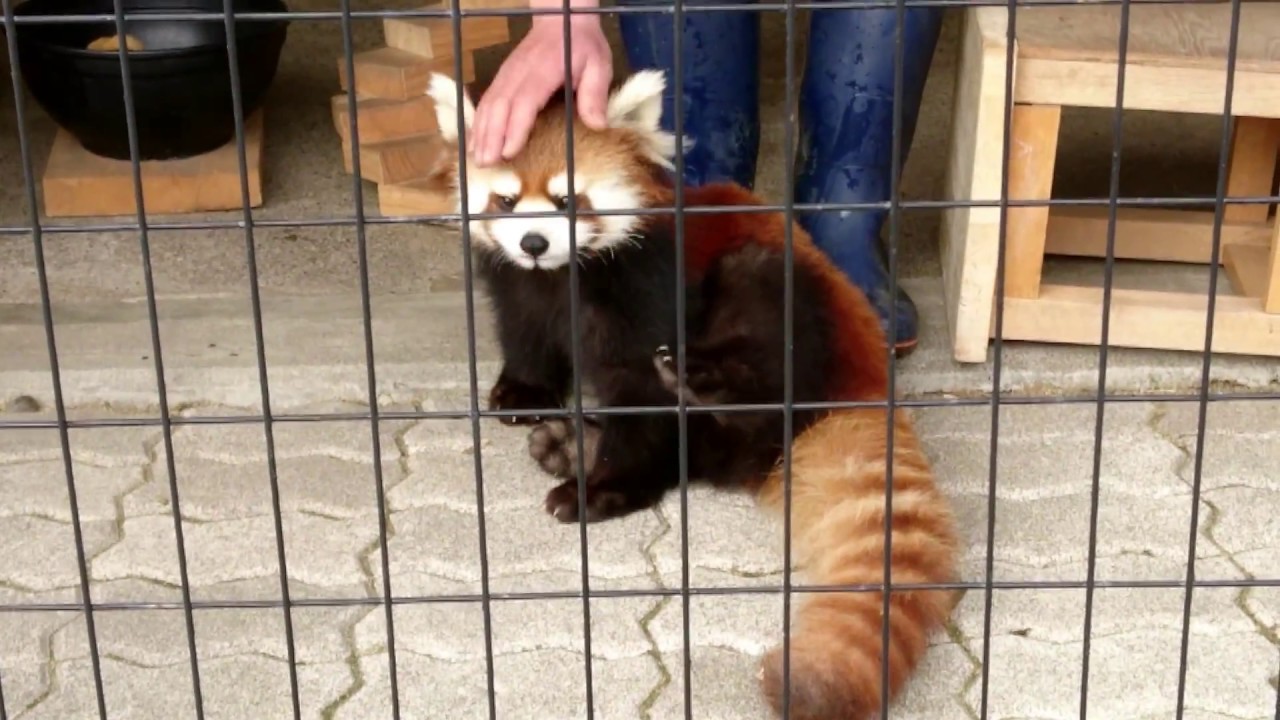 2018年4月4日 釧路市動物園 レッサーパンダ コキン 飼育員さんとふれあいタイム