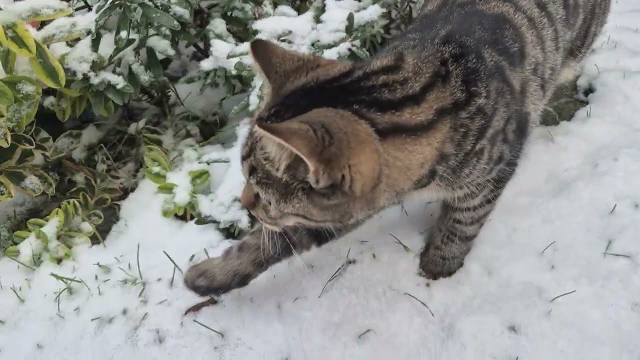 Mini-Molly & Lilly und ihr erster Schnee ❄️🐈‍⬛🐈❄️😻😻 #kitten #catlover