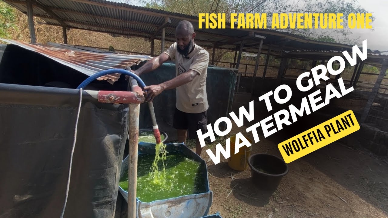 How to grow watermeal  also known as wolffia plant | Fish farm Adventure 1