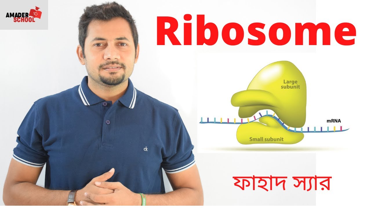 রাইবোসোম । উদ্ভিদবিজ্ঞান ১ম পত্র । Ribosome | Protein Factory | Fahad Sir | HSC
