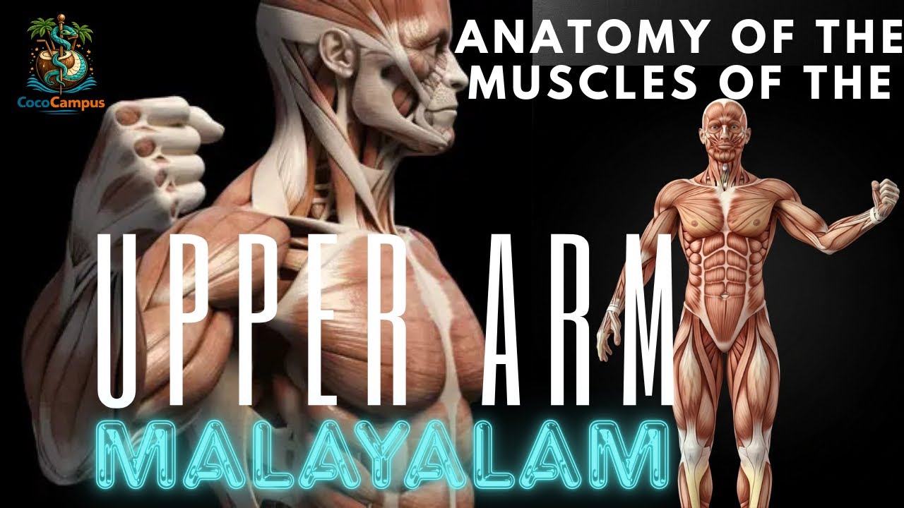 Muscles of the Upper Arm in Malayalam | Anatomy Made Simple | Actions & Innervation