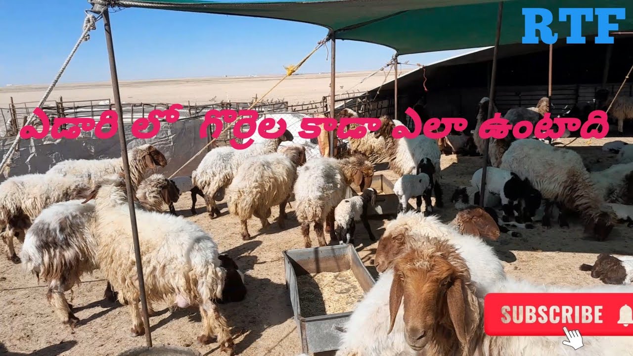 కువైట్ ఎడారి లో పని ఎలా ఉంటది|how to Kuwait work