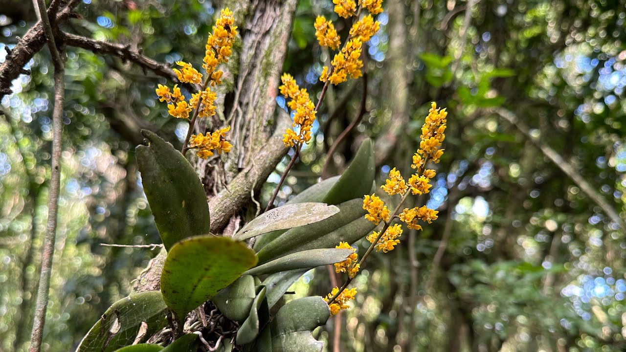 SAÍMOS PELO SÍTIO A PROCURA DE ORQUIDEAS COM FLORES