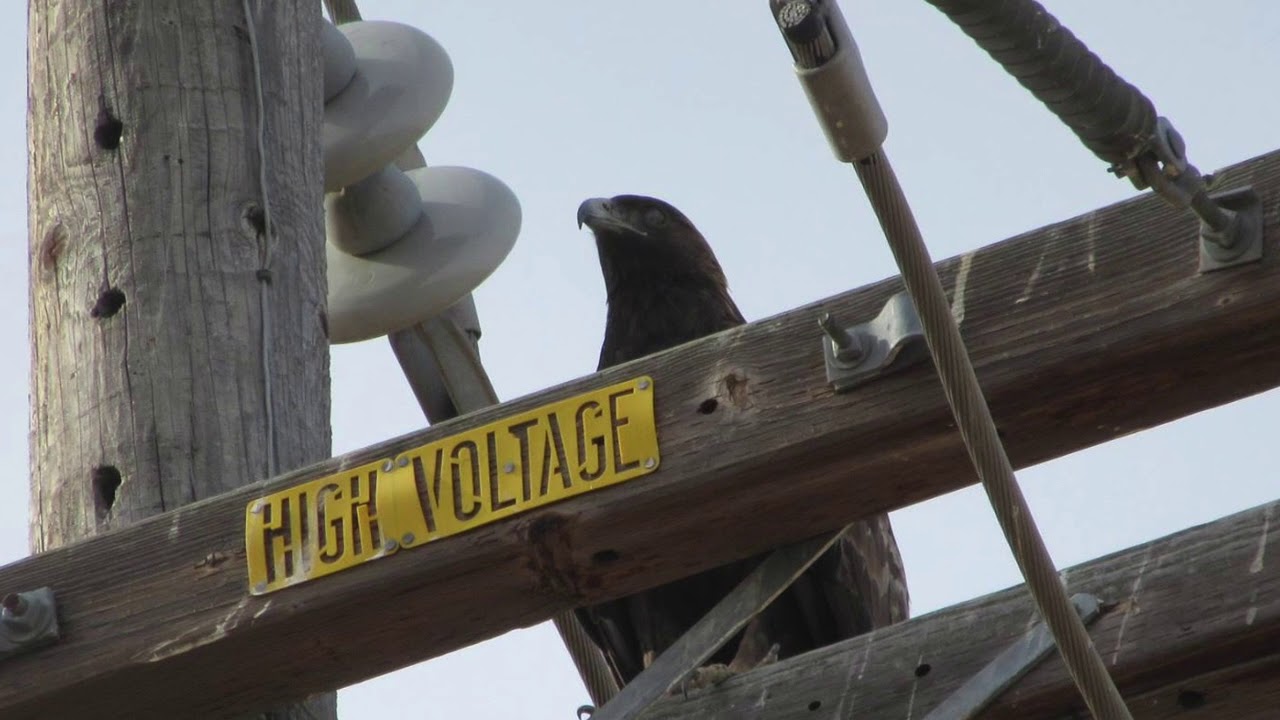 A Career As A Journeyman Lineman