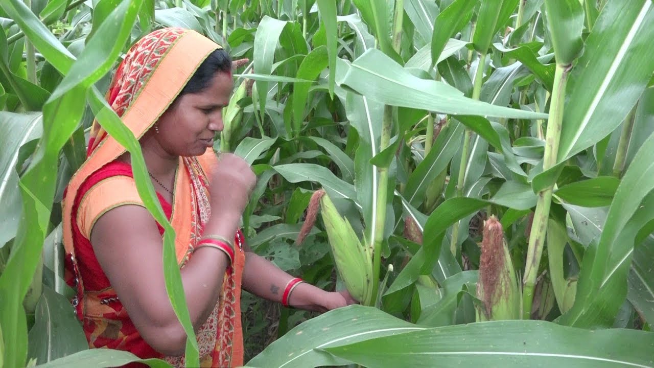 ताजे मकई  के दाने से तुरंत बनाए होटल जैसी कुरकुरी क्रिस्पी कॉर्न  की  रेसिपी makai ki recipi