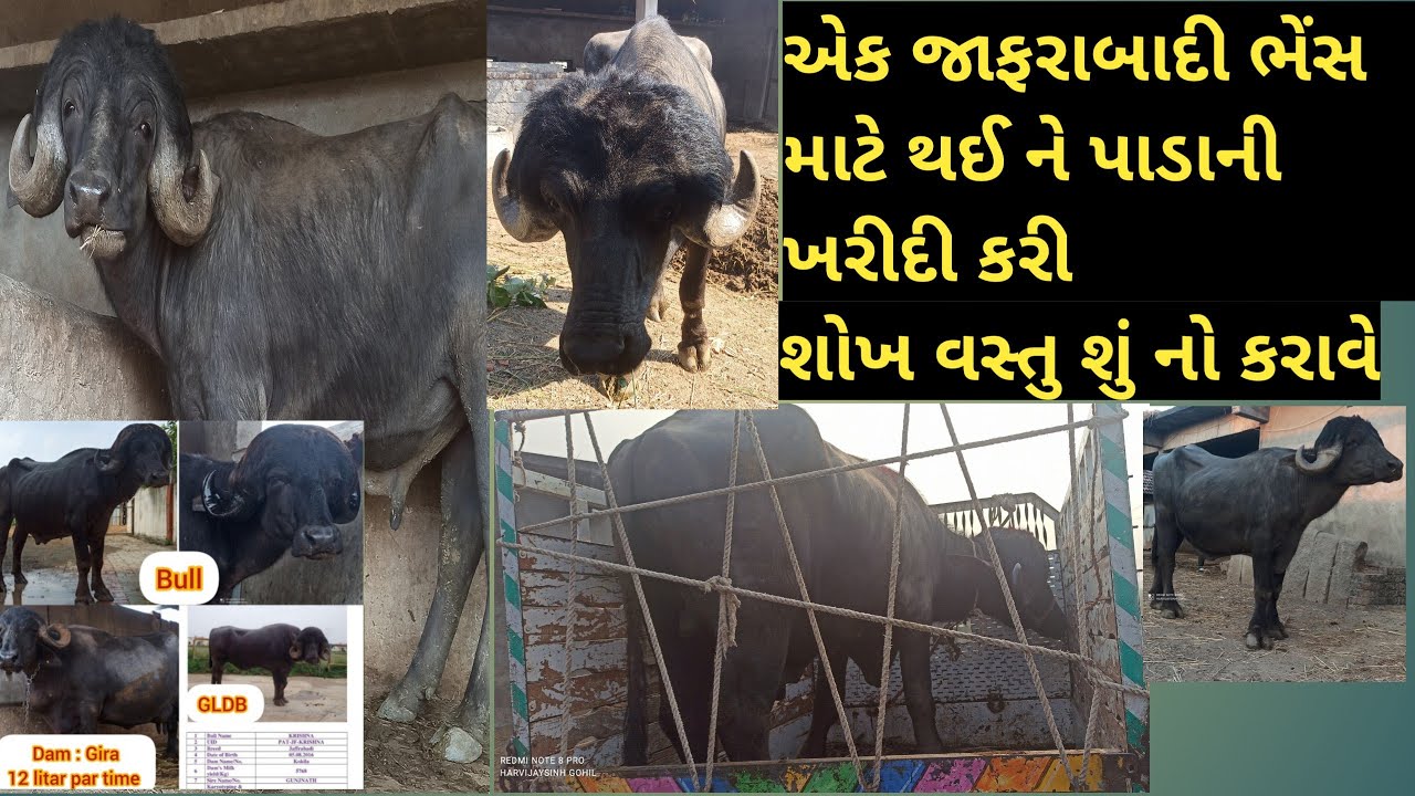 12 litre wali jafrabadi buffalo ka beta bech Diya ! #gircow #youtube #breeding #ગીરગાય