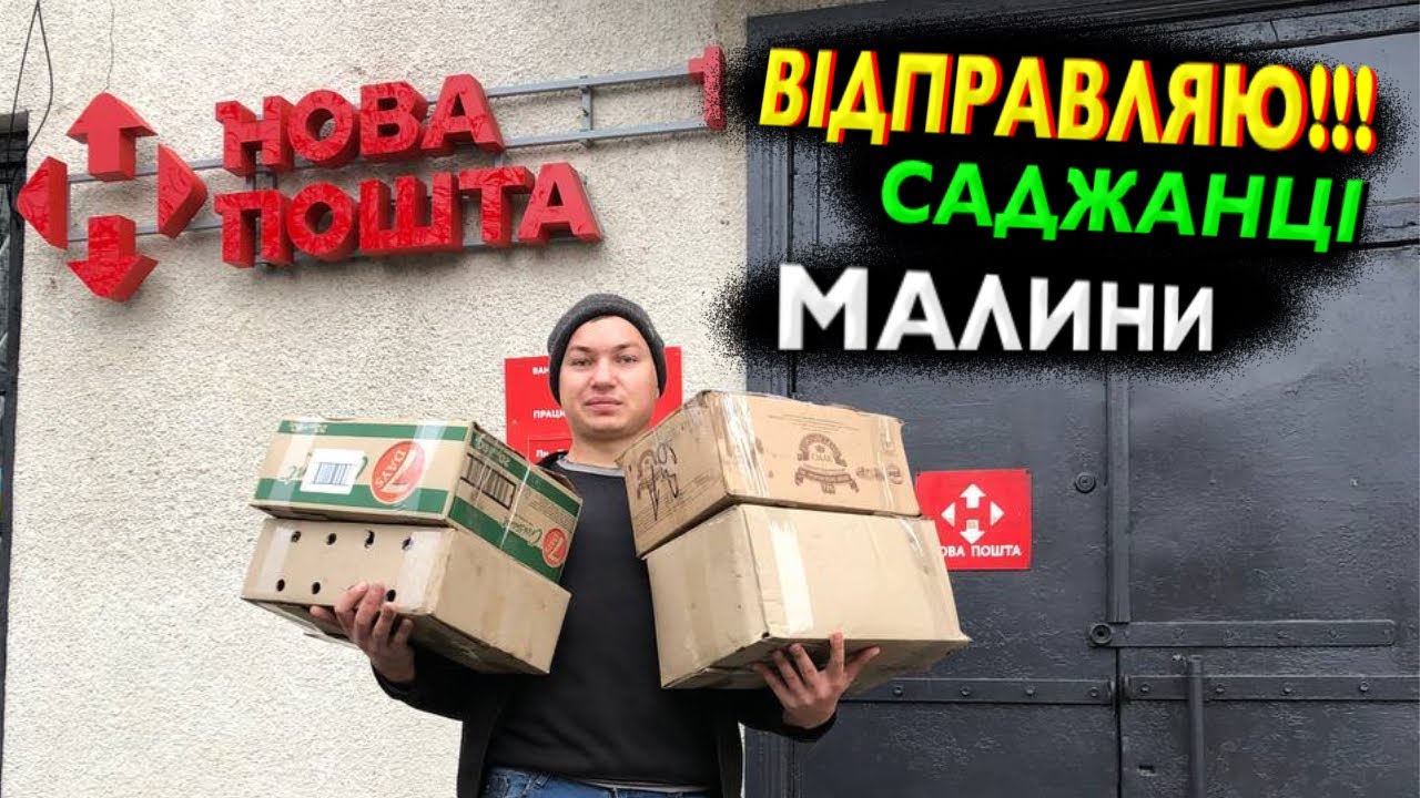 Як ми пакуємо саджанці малини та смородини 📦 Замовлення, доставка, поради з посадки🌱