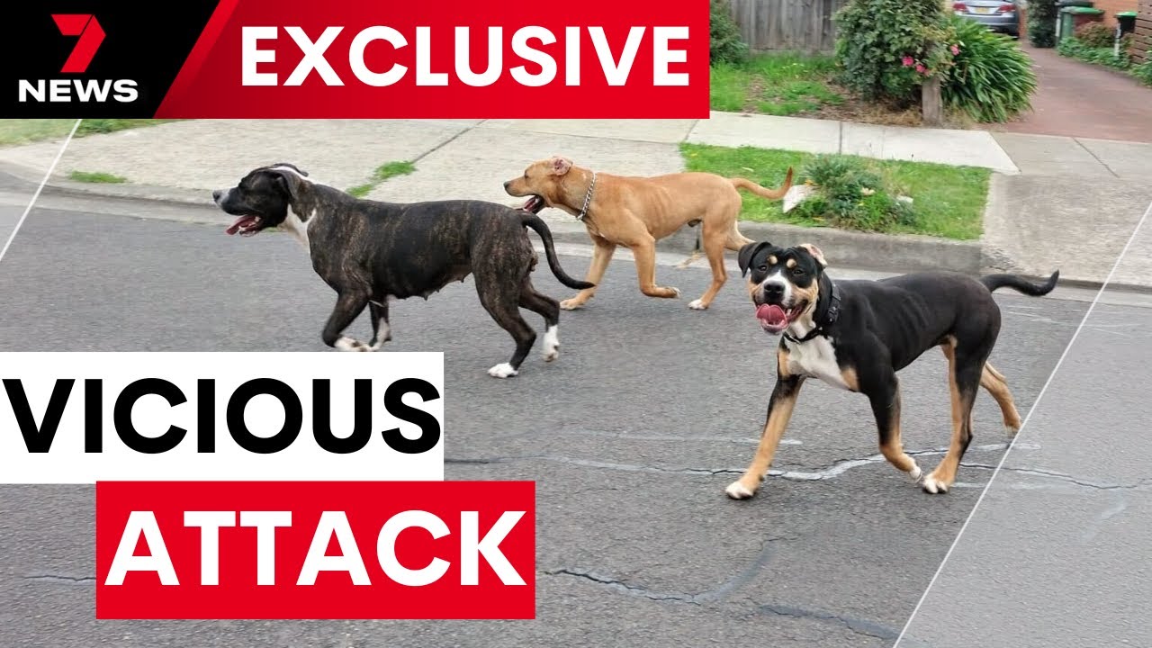 Pet dogs involved in vicious attack in Sunbury, strike again | 7NEWS