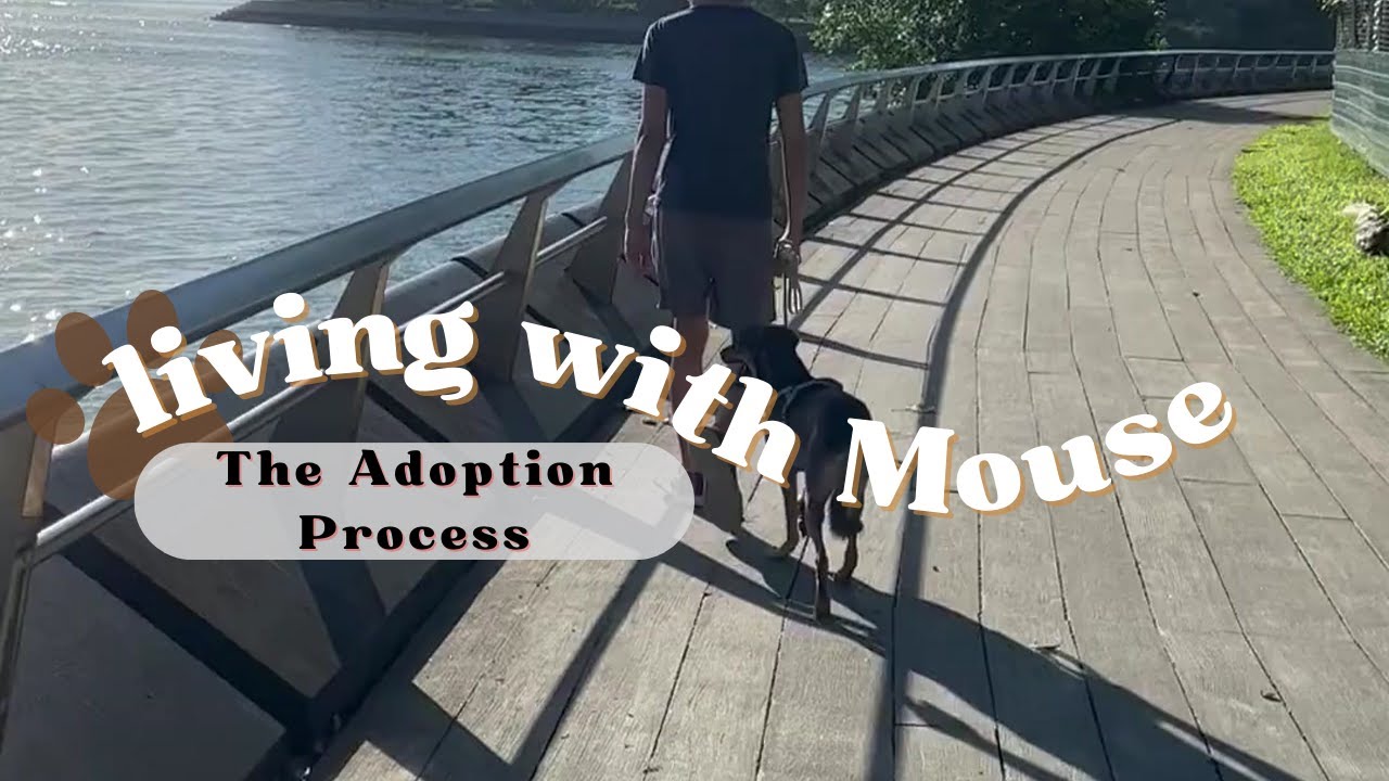 Project ADORE | Dog Adoption Guide Singapore | Adopt a Singapore Special | Step by Step Adopt Guide