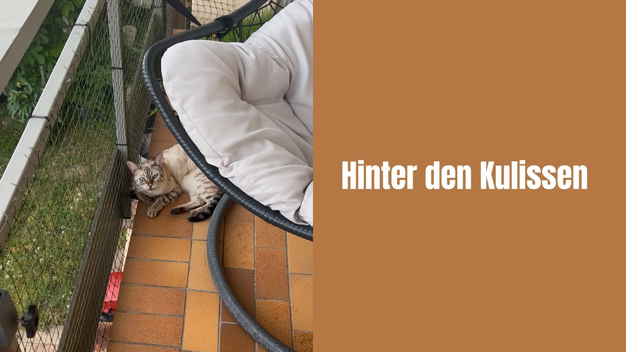 Das passierte vor & nach dem Live #katzenaufyoutube #bengalkatze #katzenvideos #katzen #miau #katze