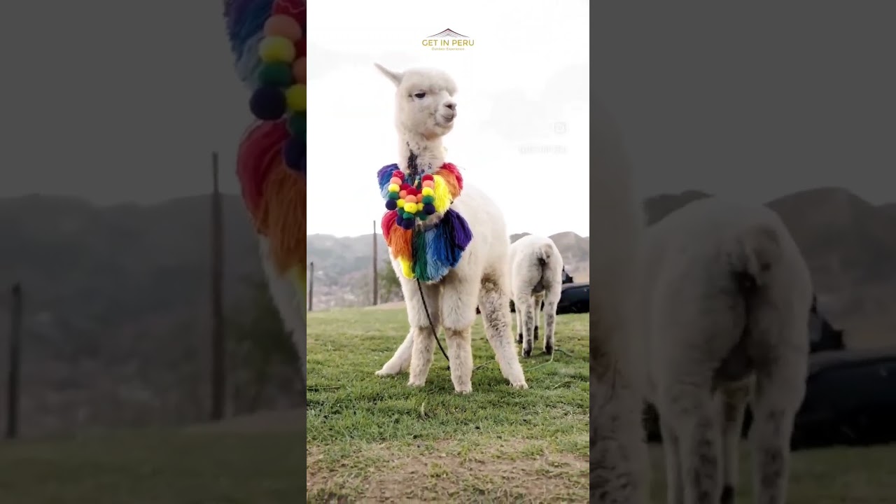 La alpaca m&aacute;s linda de Cusco #shorts #travelvlog