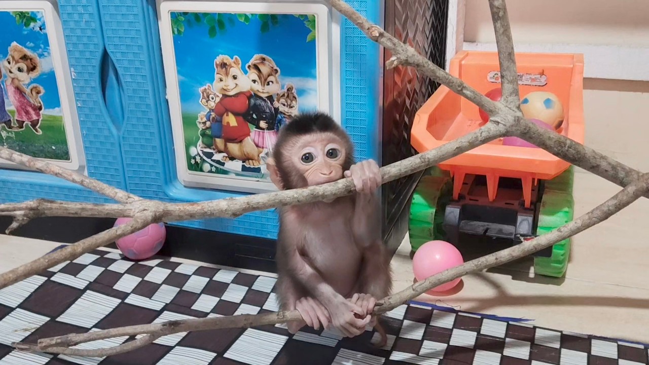DUE TO HIS BROTHER'S ACTIONS, POOR BABY BENI CAN NO LONGER PRACTICE TREE CLIMBING
