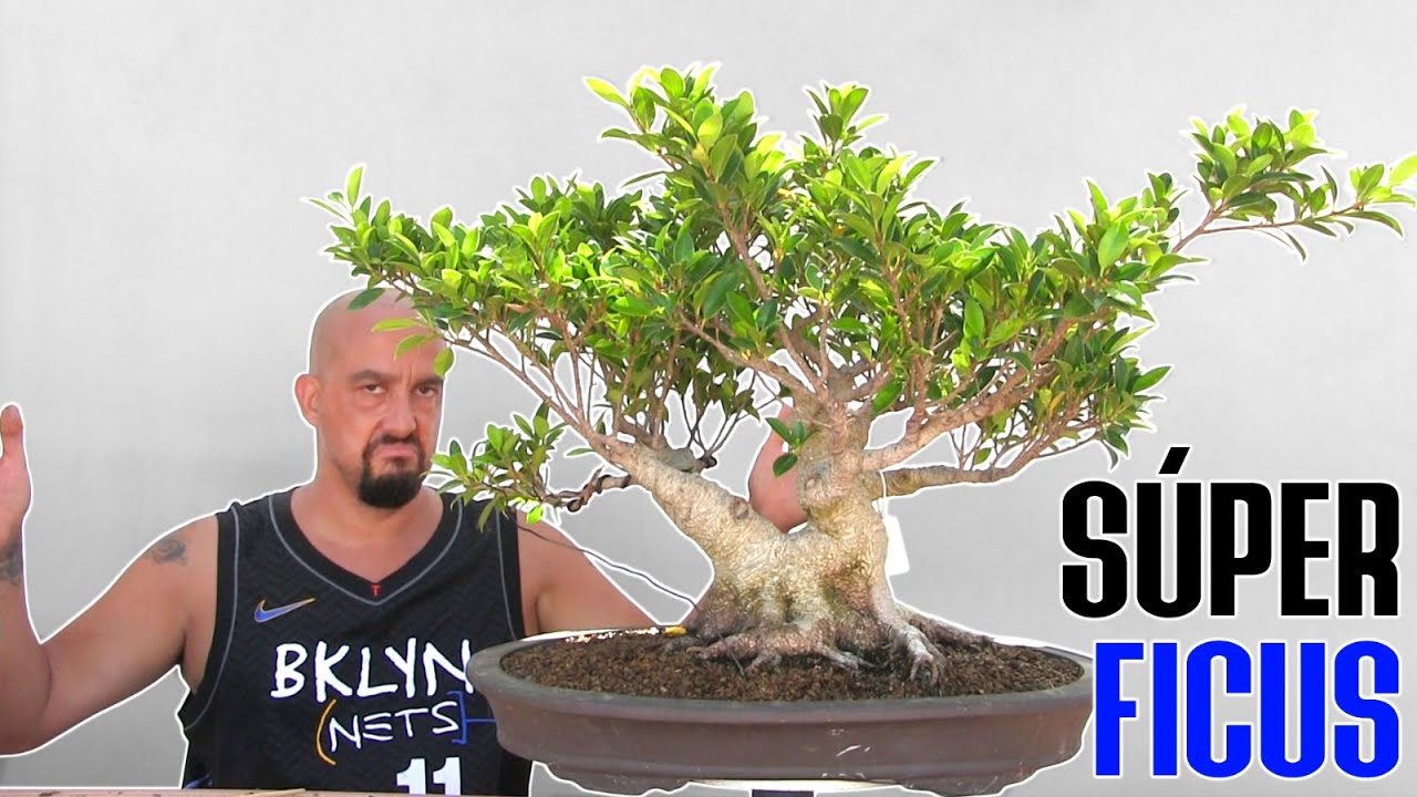 Ficus Bonsai con dos posibles diseños - Qué dices tú?