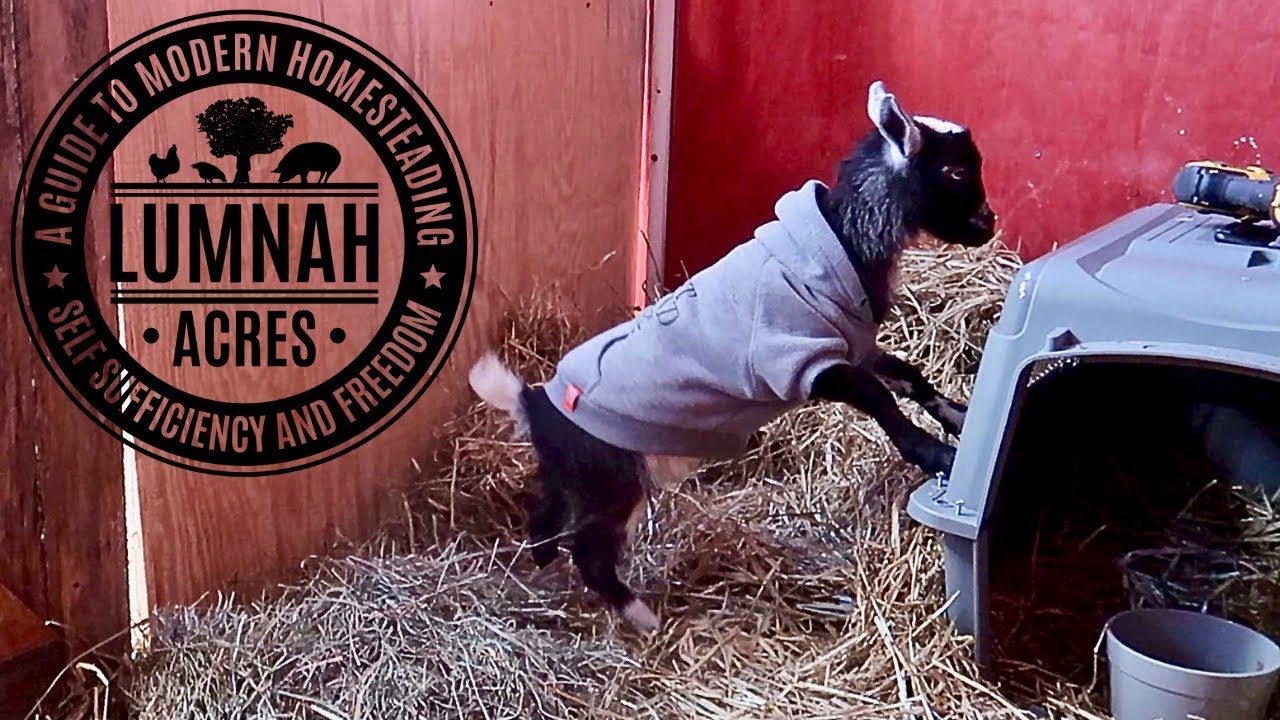 The Goat that was REJECTED by her MOM acts Just Like HER