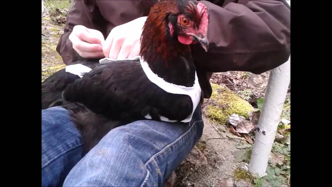 Fabrication d'un harnais pour promener sa poule
