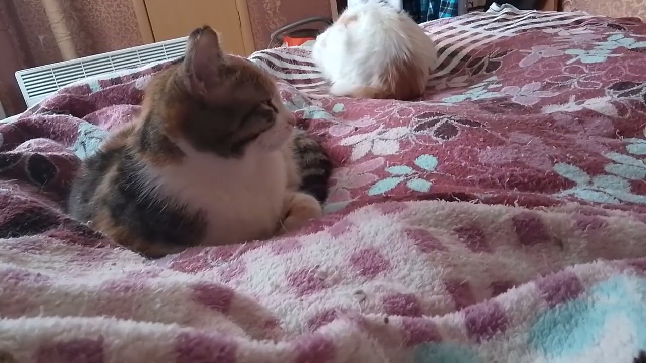 ТЕПЛОЕ,ТОМНОЕ УТРО!🌅🥰СНОВА ВСПОМНИЛОСЬ ДЕТСТВО!🙀💞