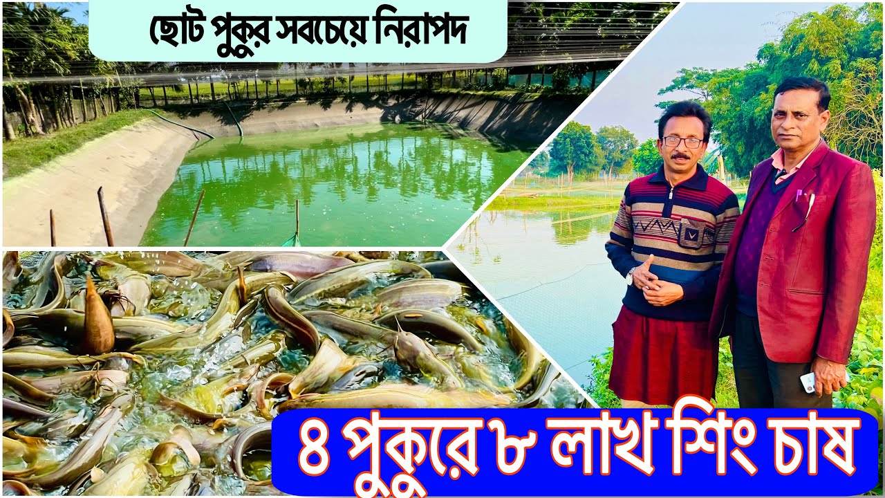 ৪টি পুকুরে ৮লাখ শিং মাছ চাষ , ছোট পুকুর সবচেয়ে নিরা/পদ  ll catfish bd