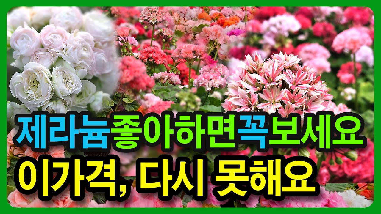 제라늄분양 89종 파격할인해요 품절되기 전에 주문하세요!! 제라늄 처음이라면 이 영상 꼭 보세요. 지금 아니면 못 사는 러시아 유럽 k 리갈 할인 제라늄, 랜덤제라늄도 사은품 드림