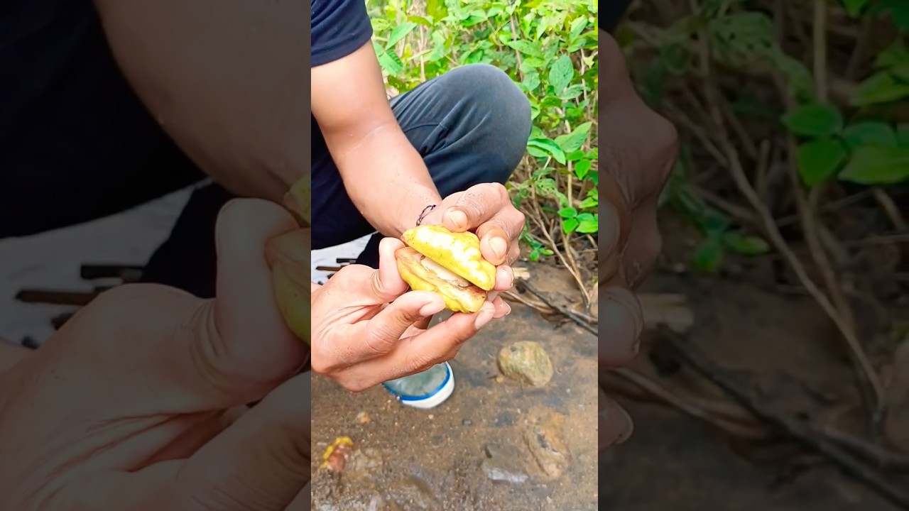 haremis jumbo/kerang jumbo langka #viral #shorts