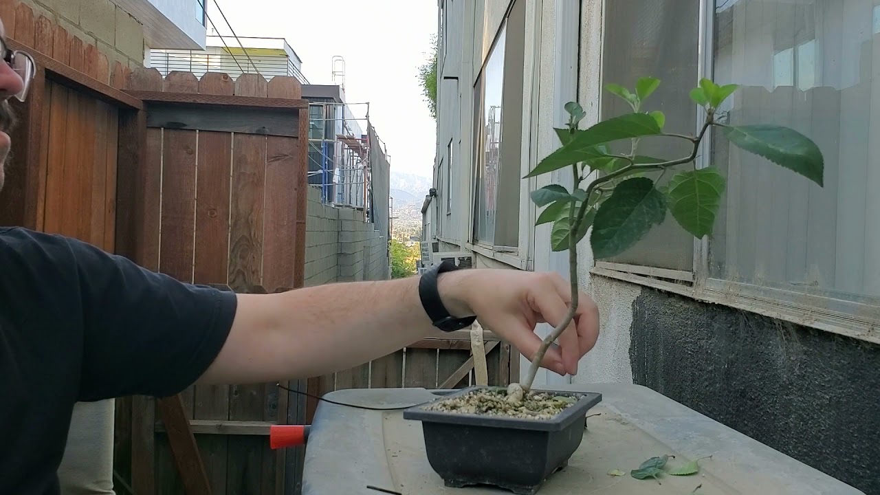 Making Apple saplings into Bonsai