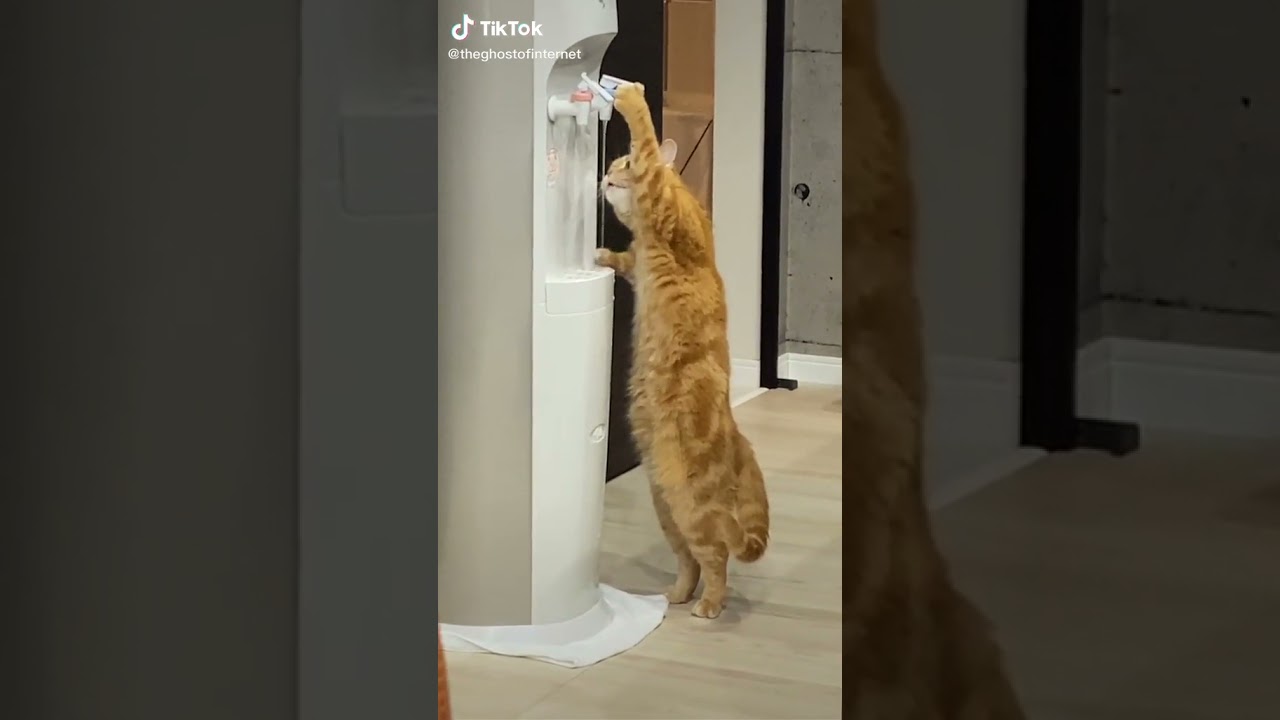 Wenn Katzen zu schlau sind