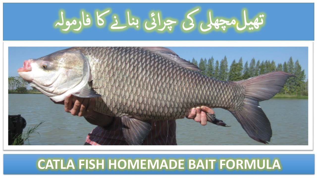CATLA FISH BAIT | WITH | PEANUT OIL & CORN | مونگ پھلی کا تیل اور جواڑ |