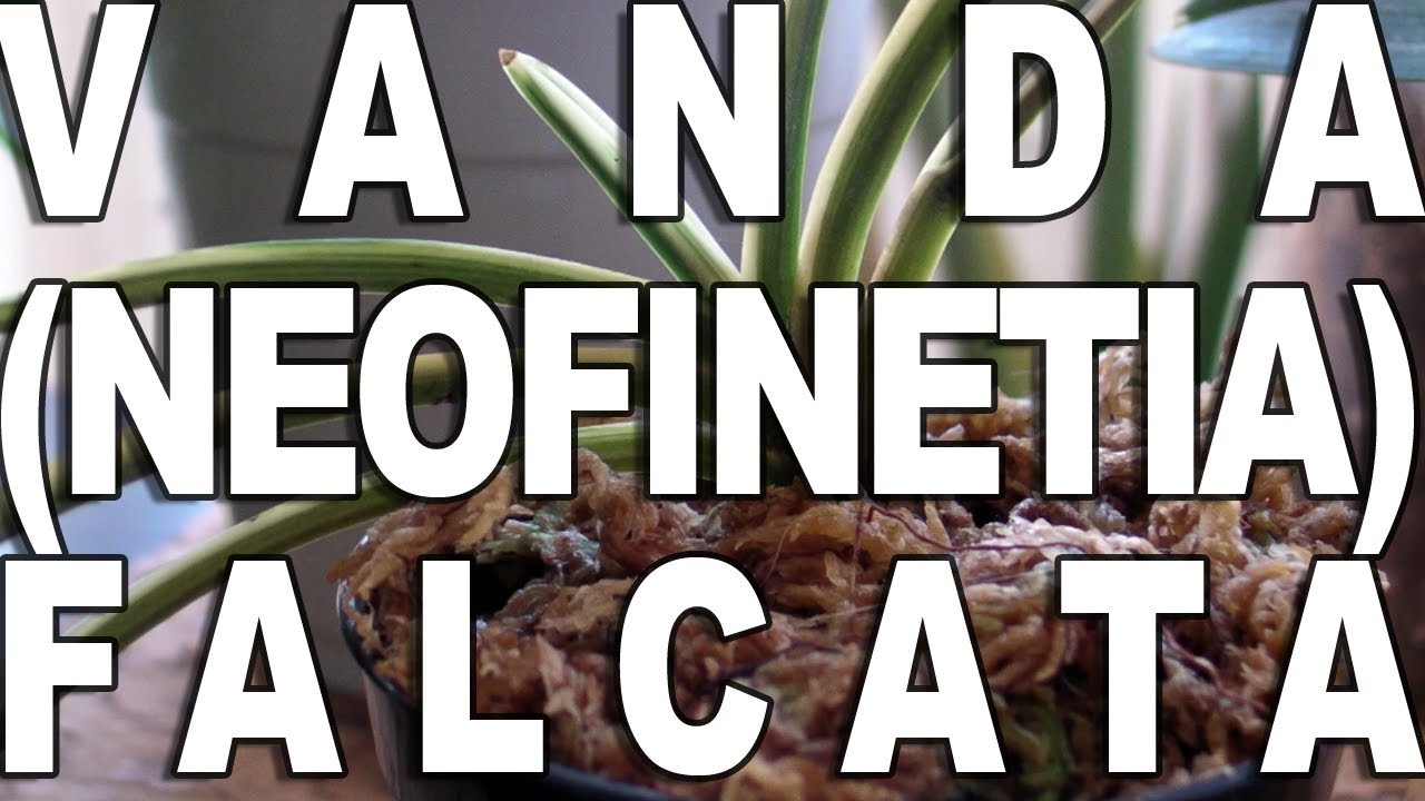 Culture Vanda (Neofinetia) falcata