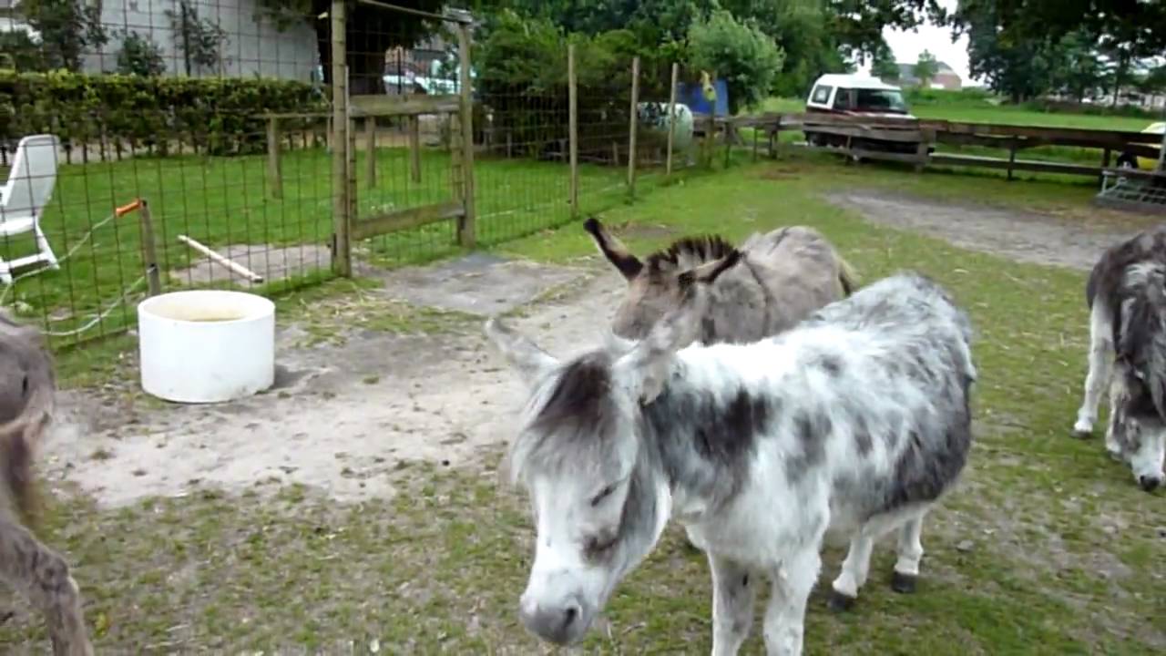 Stichting de Ezelshoeve: TAMARA, WODAN, FREYA EN FLIKA