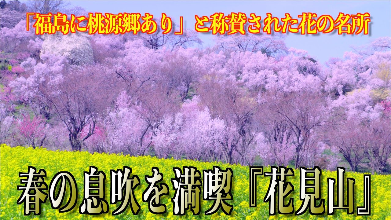 春の息吹を満喫『花見山』 -「福島に桃源郷あり」と称賛された花の名所 -  福島県福島市 2023/03/31（見頃・満開）
