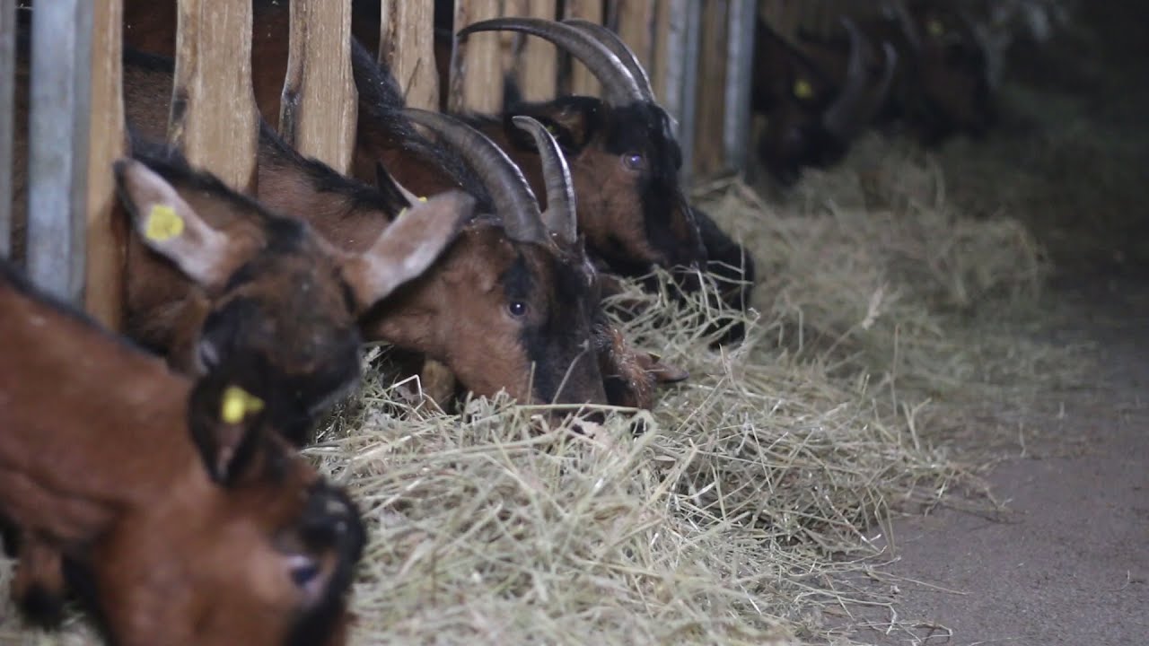 Kozarstvo idealno za ozivljavanje zapuštenih seoskih domaćinstava