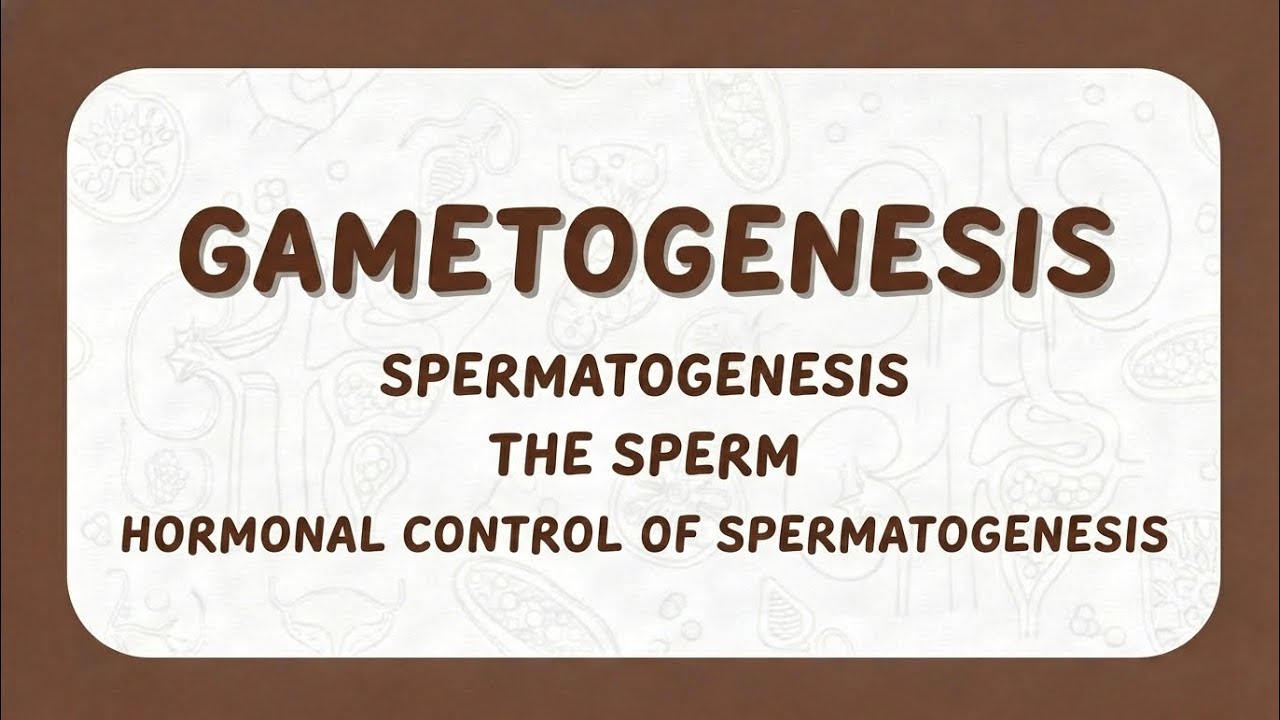 Gametogenesis basics + spermatogenesis + sperm 👶🏻