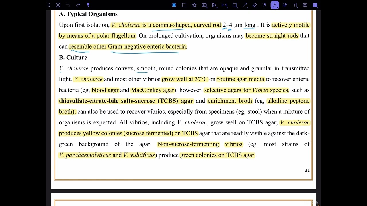 شرح بكتريا مرحلى ثانية تحليلات مرضية.       المحاضرة السابعة Vibrio