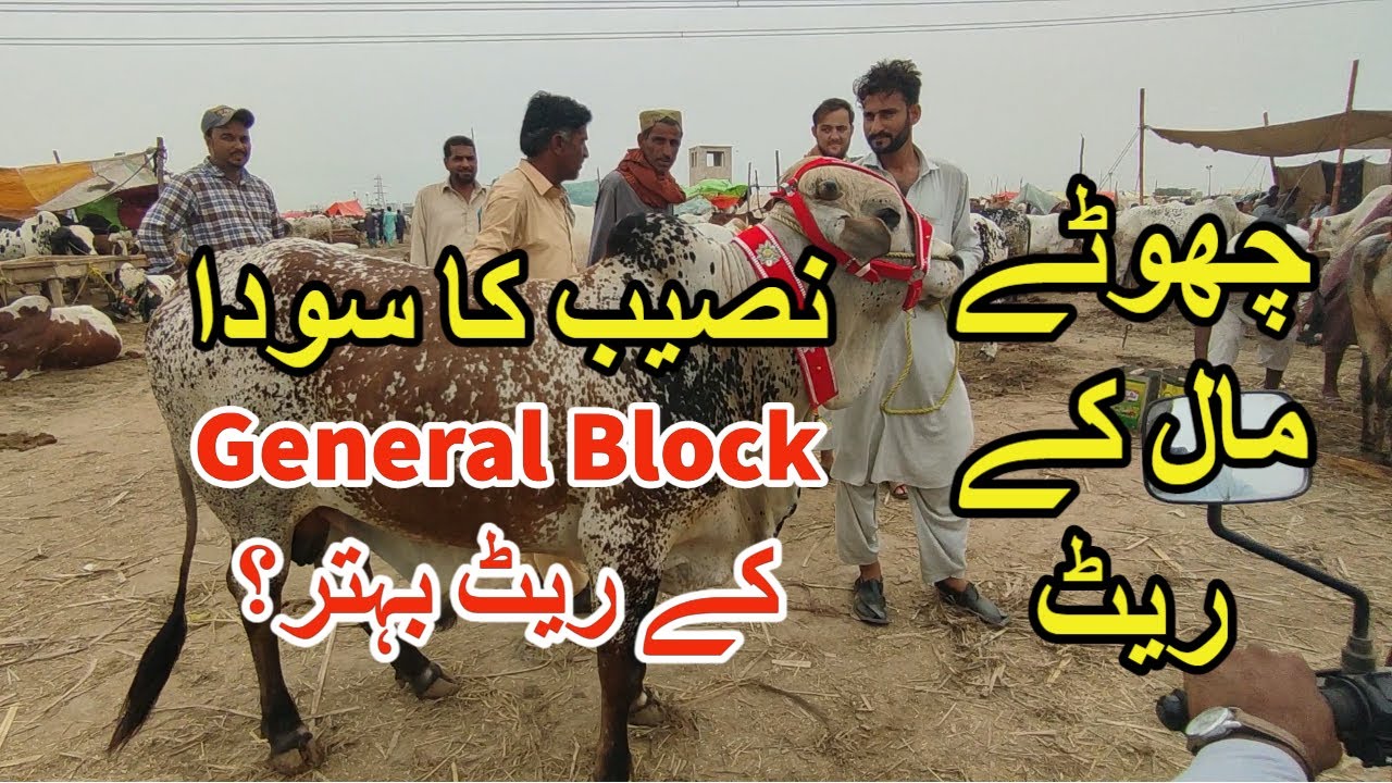 Behtareen Soday General Block K | Chotay Maal K Rate | Sohrab Goth Mandi 2022