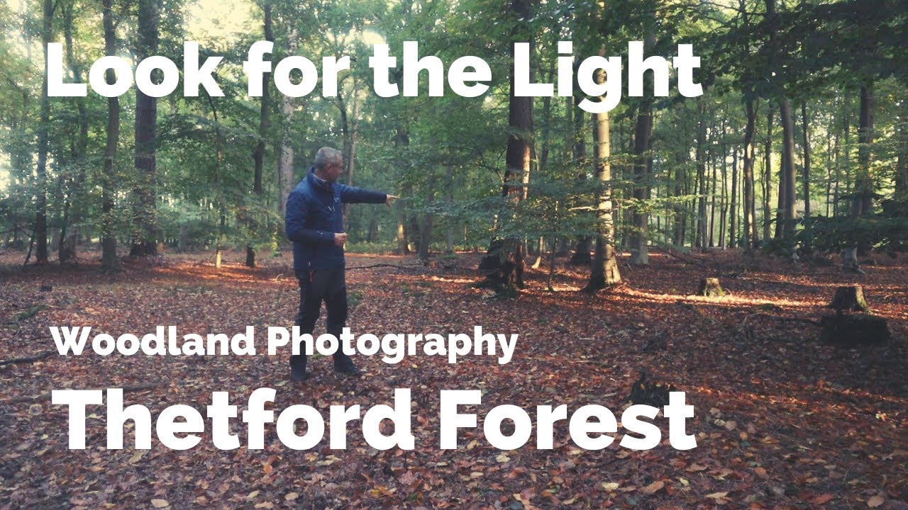Woodland Photography in Thetford Forest : Look for the Light
