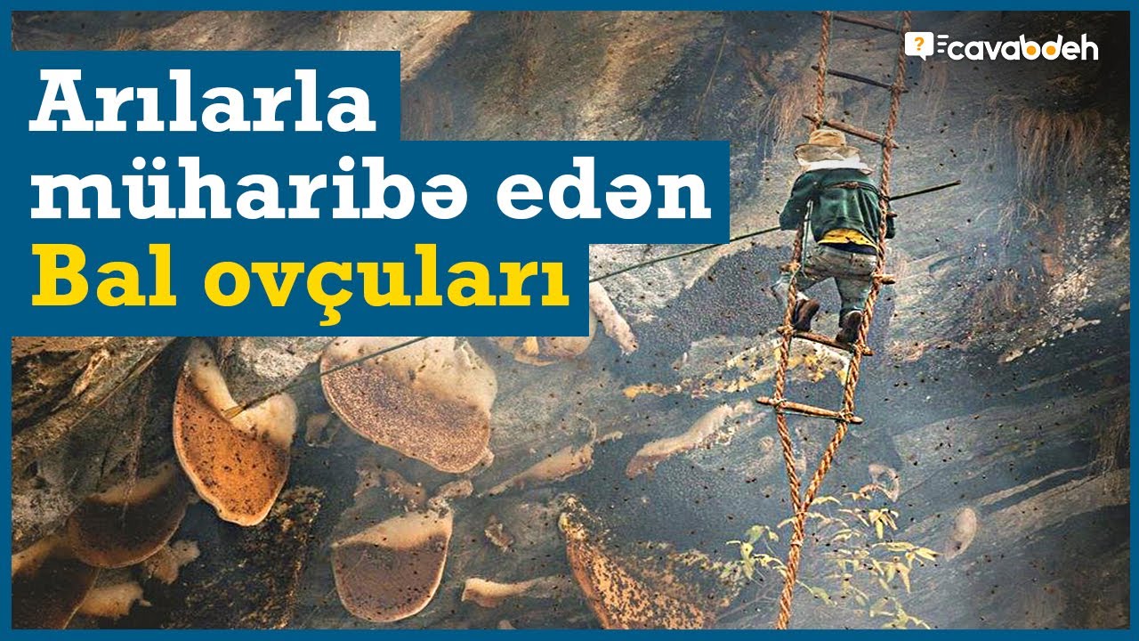 Ölümə meydan oxuyan qədim “Bal Ovçuları” - Arılarla müharibə!
