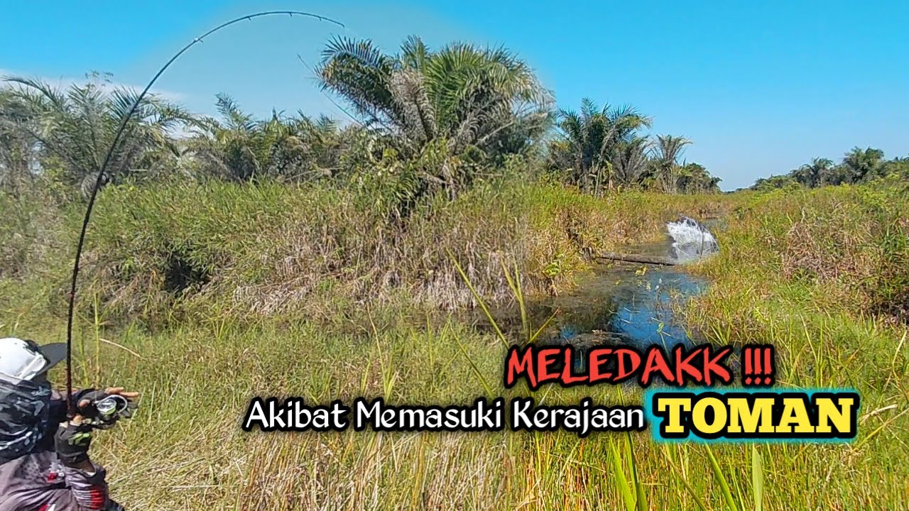 MELEDAK !! AKIBAT CASTING IKAN TOMAN TEPAT DI MARKAS KERAJAAN NYA #AS-222