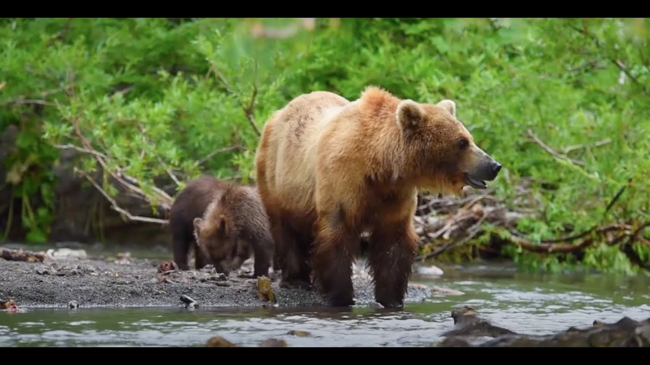 Travel Beyond | Bella Coola Grizzly Tours