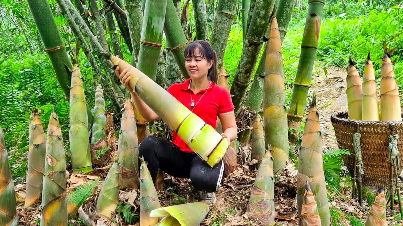 Rewind Timelapse: Harvest 120+ Big Bamboo Shoots Go to Market to Sell | Phương Farm TV
