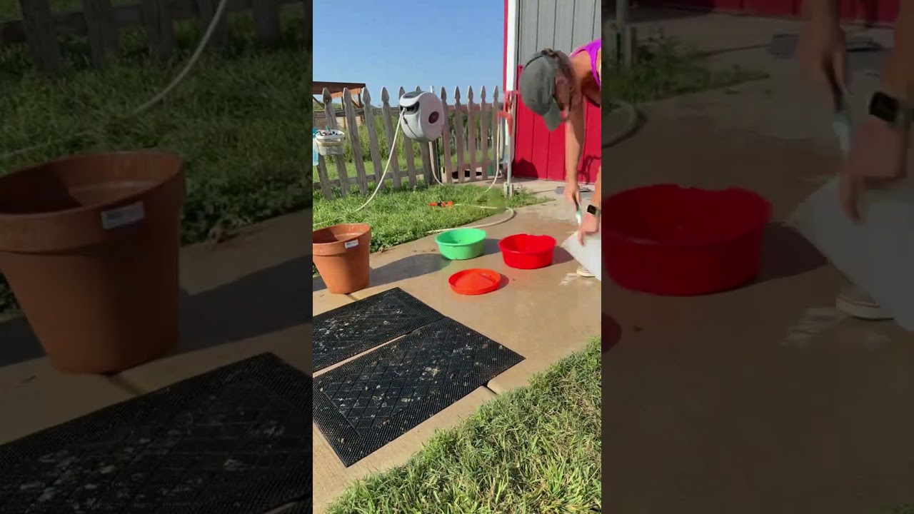 The quail enclosure is pretty easy to clean! #quail #coop #cleaning #homestead #fyp #farmchores