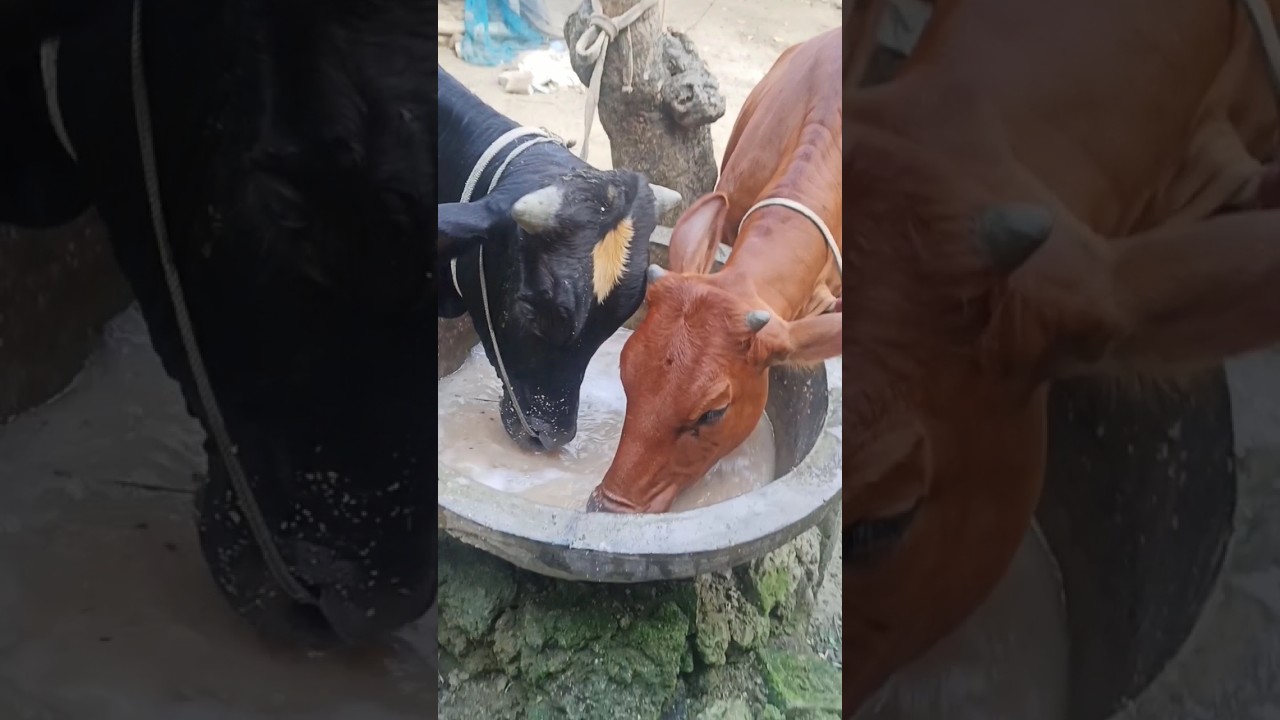 Eid day routine #youtubeshorts #eid