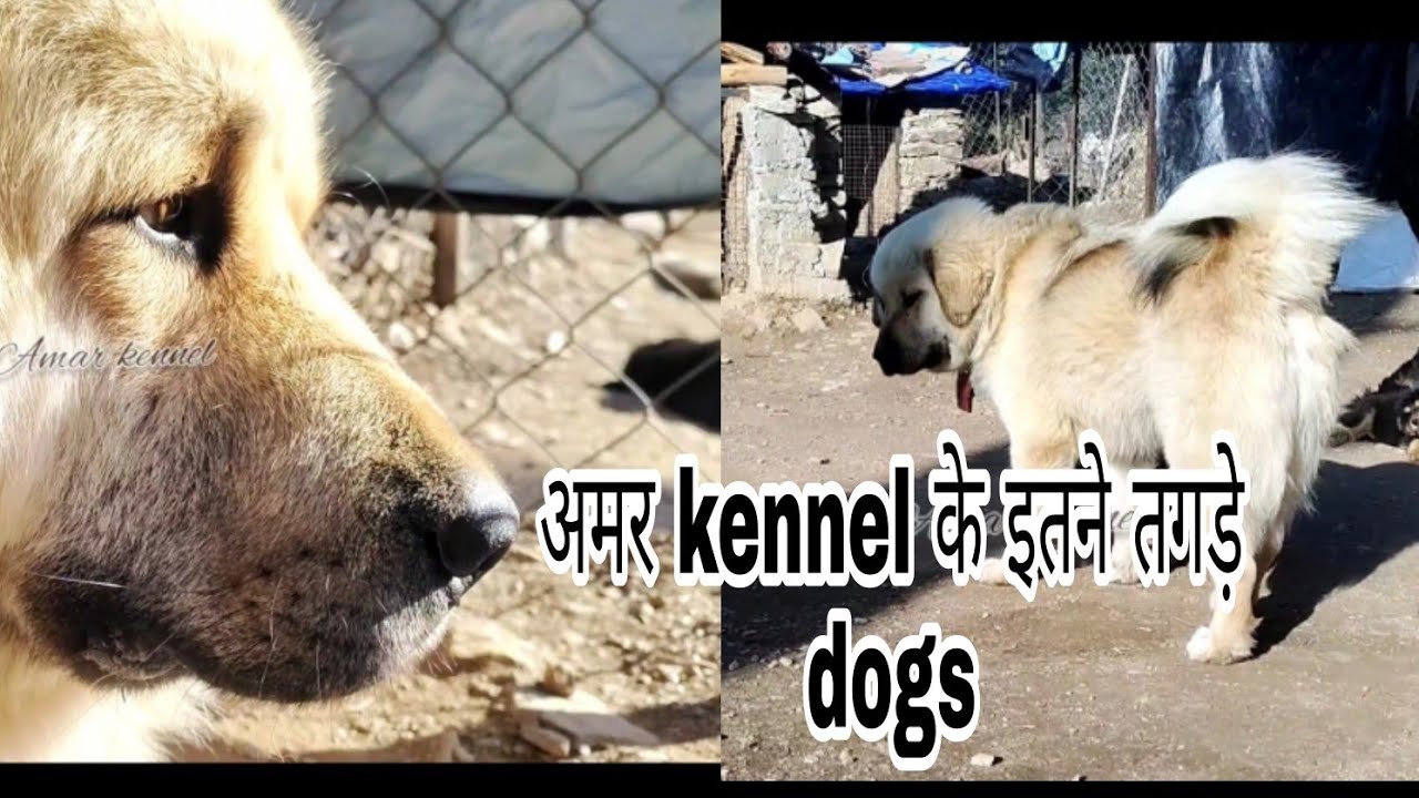 #Bhotia_ही_भोटिया आज visit करेंगे #Amar_kennel #Bhotia_dog #Gaddi_dogs