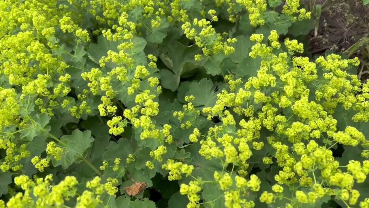 Alchemilla xanthochlora (lady&rsquo;s-mantle / alchemille) #lady&rsquo;s-mantle #flowers #plants #perennial