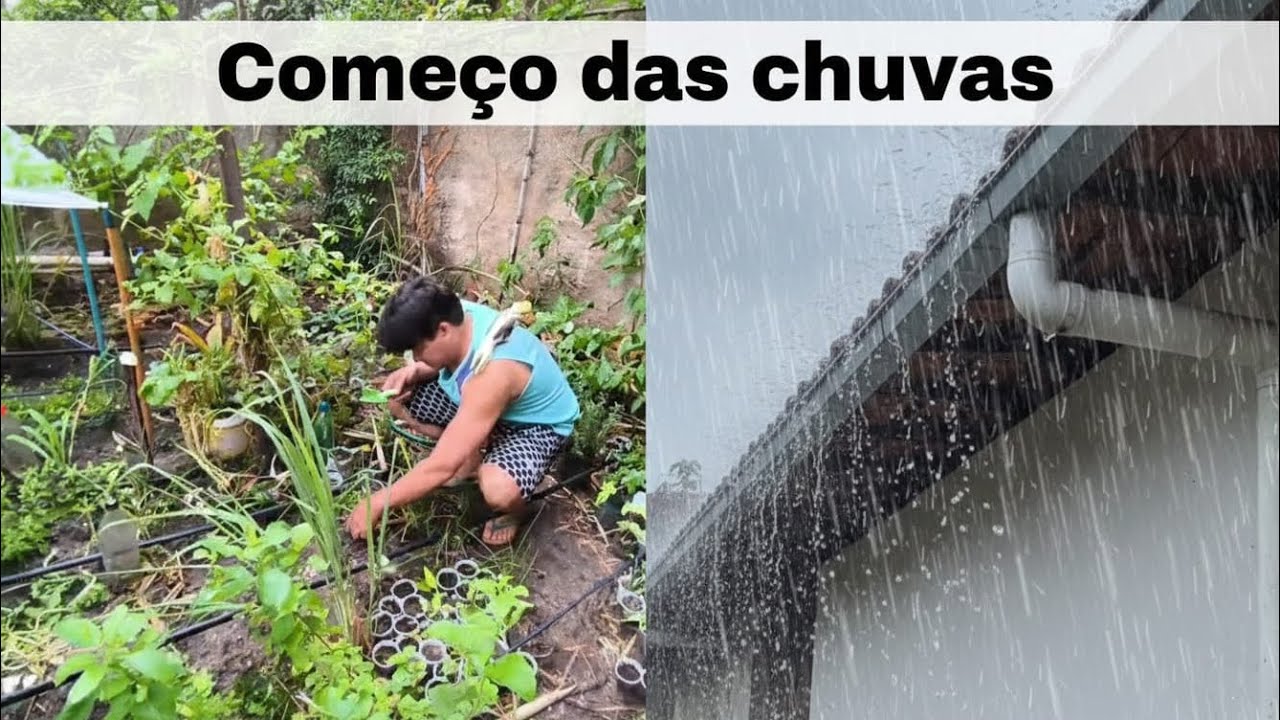 Mostrando como ficou a #horta depois da #chuva forte + #plantando #pepino #japonês + #pet