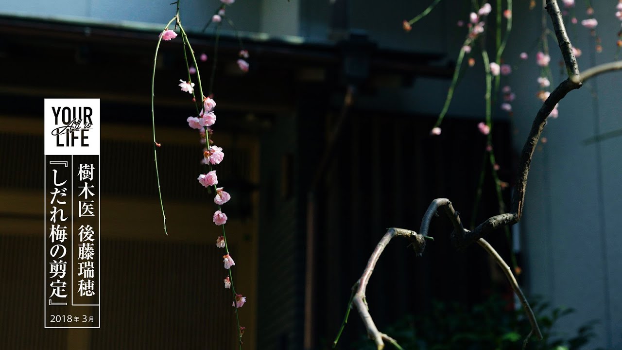 AIYL #2 樹木医後藤瑞穂 しだれ梅の剪定 2018年3月　※English subtitles can be displayed from subtitle settings.